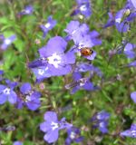 Lobelia erinus