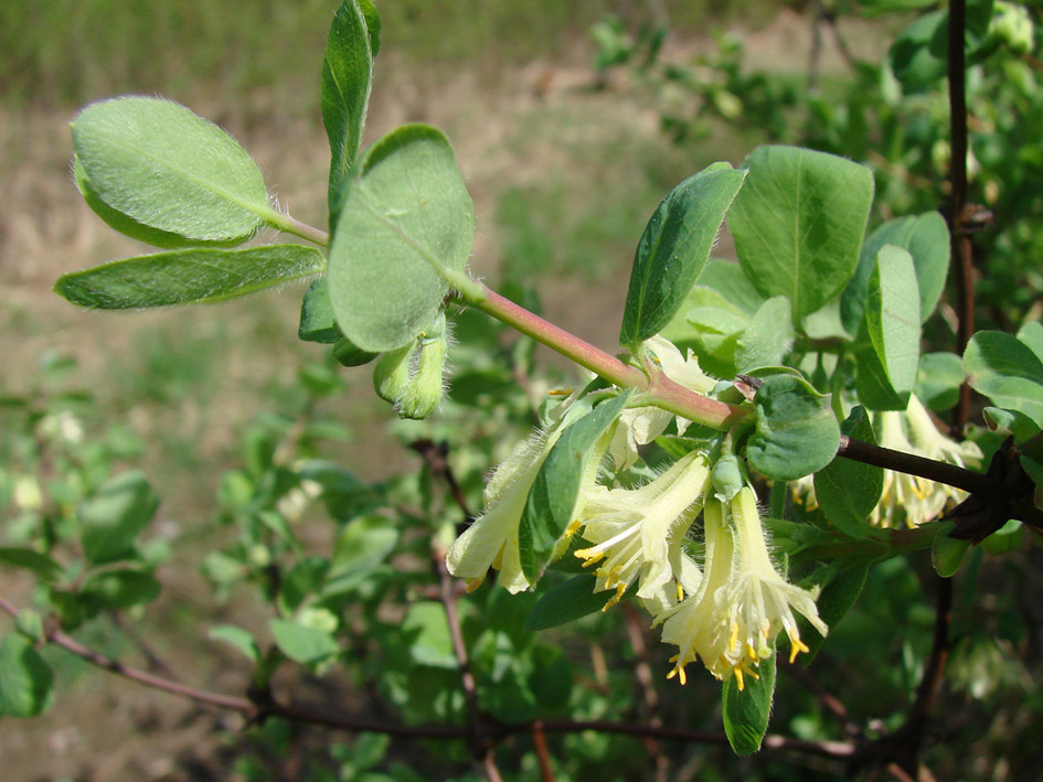 Изображение особи Lonicera caerulea.