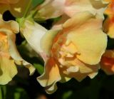 Antirrhinum majus