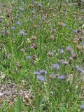 Globularia trichosantha