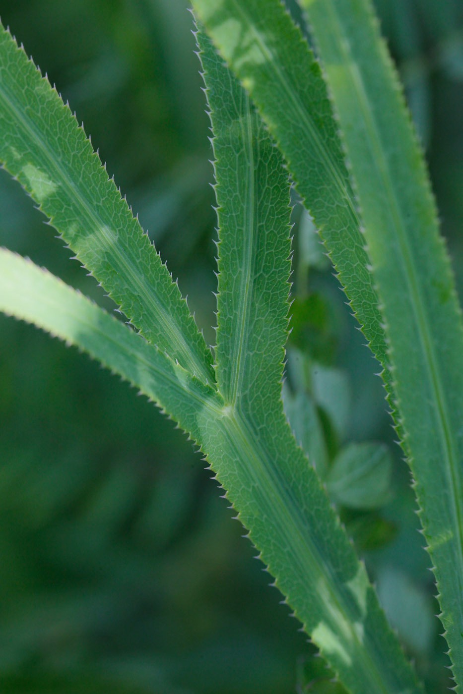 Изображение особи Falcaria vulgaris.