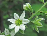 Veratrum dahuricum