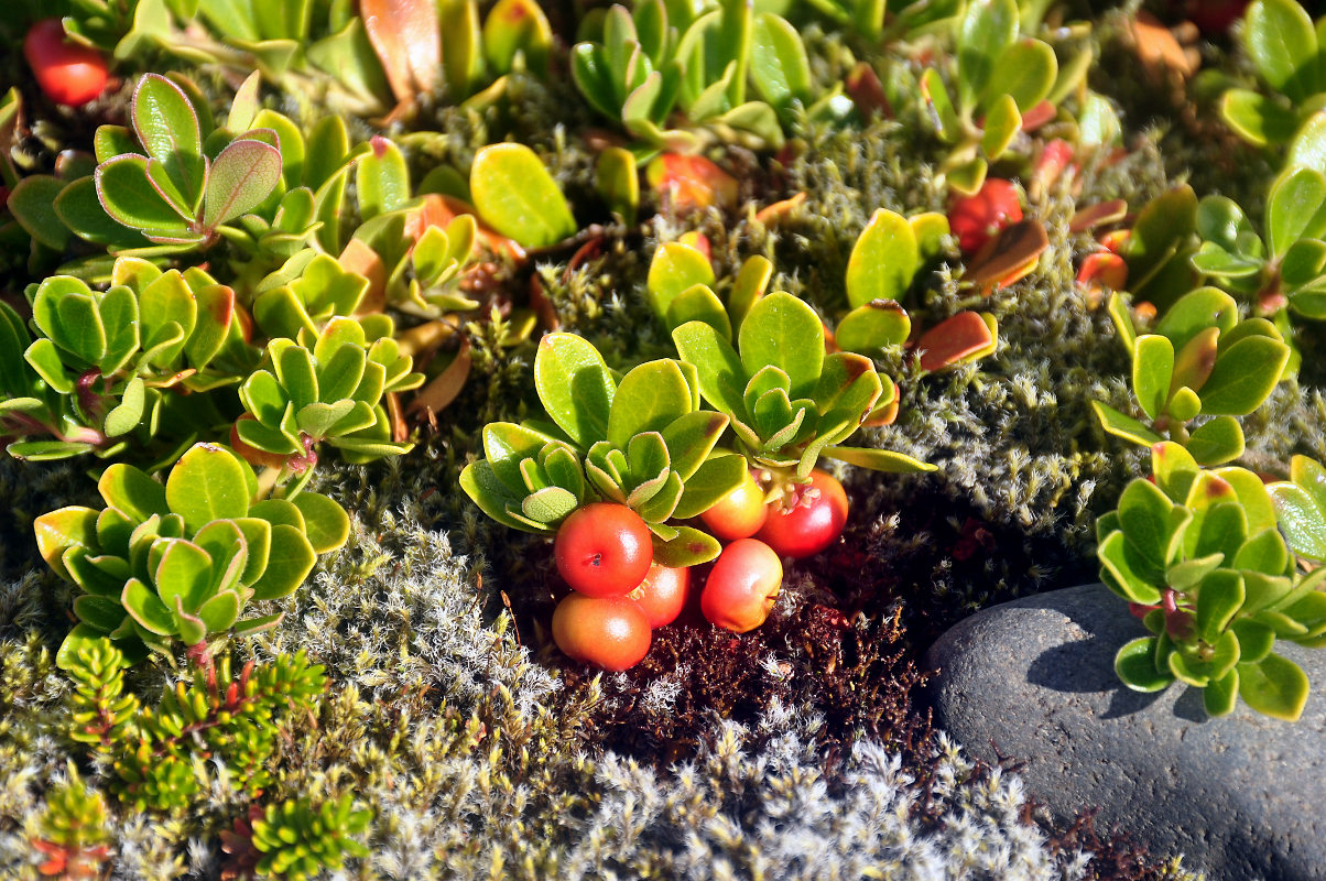 Изображение особи Arctostaphylos uva-ursi.