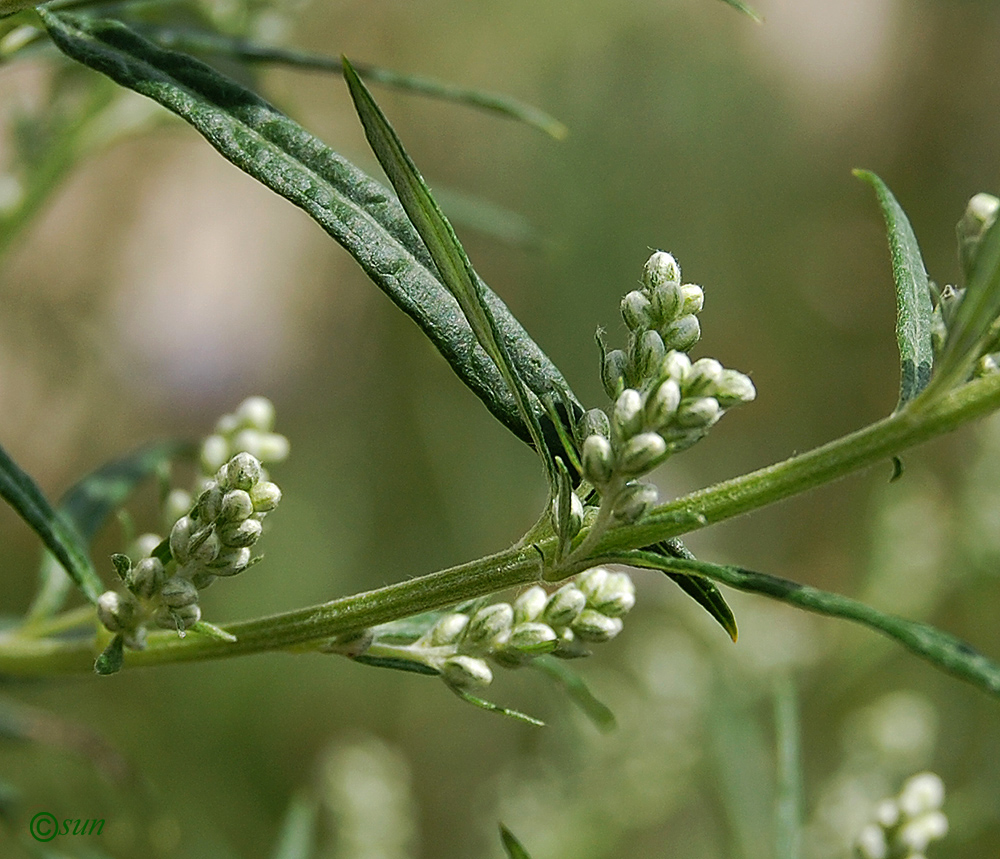 Изображение особи Artemisia vulgaris.