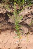 Lepidium densiflorum