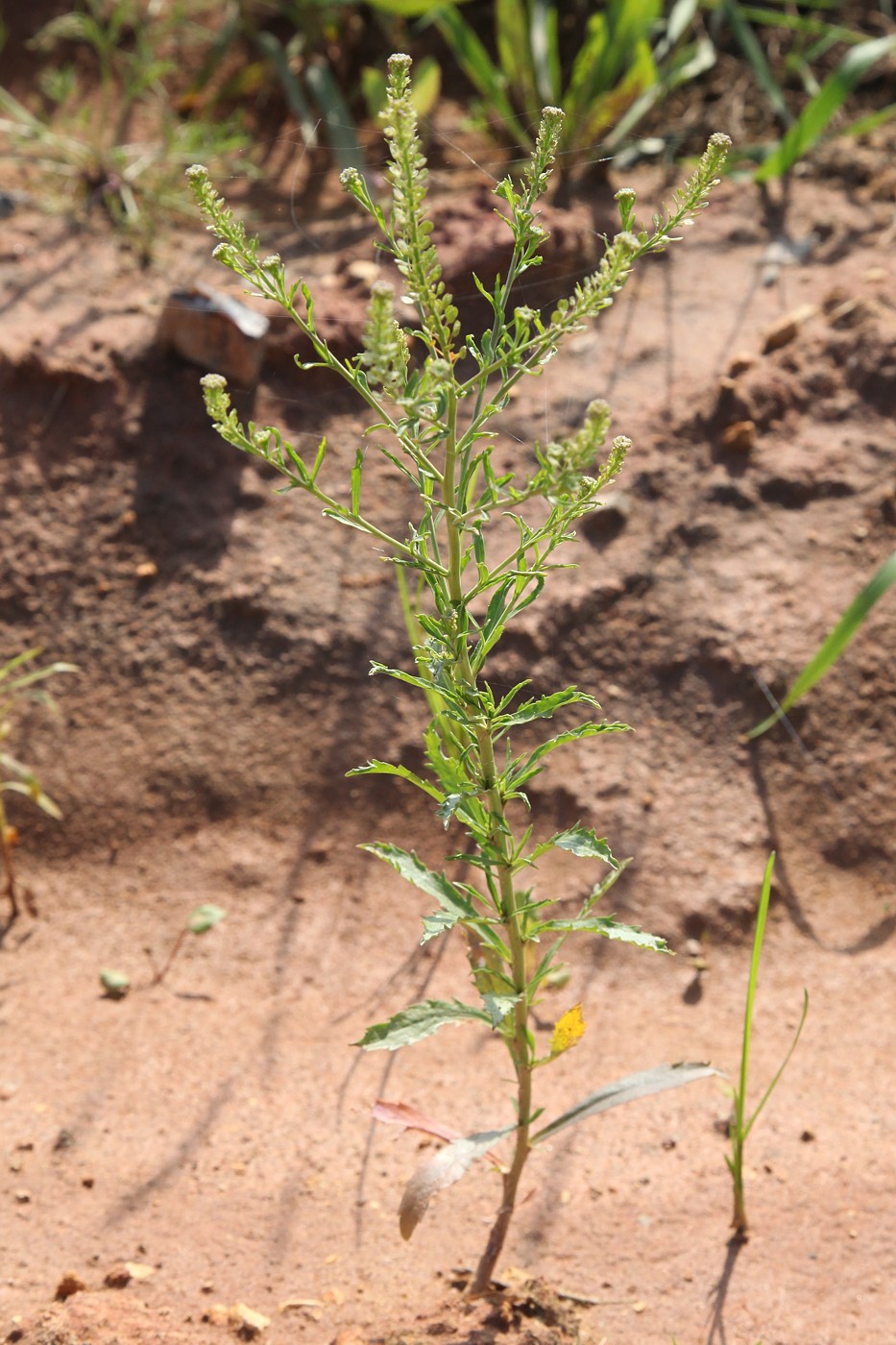 Изображение особи Lepidium densiflorum.