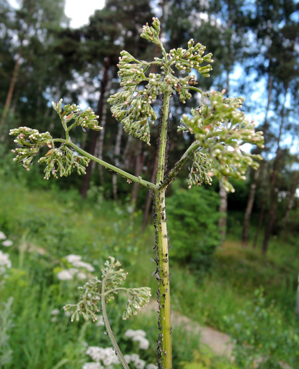 Изображение особи Valeriana officinalis.