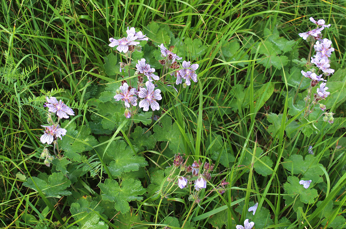 Изображение особи Geranium renardii.