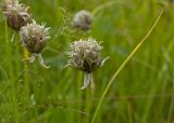 Allium schoenoprasum. Верхушки плодоносящих растений. Северный Урал, Пермский край, правый берег р. Язьва в р-не дер. Ванькова, зарастающий галечник. 19 августа 2017 г.