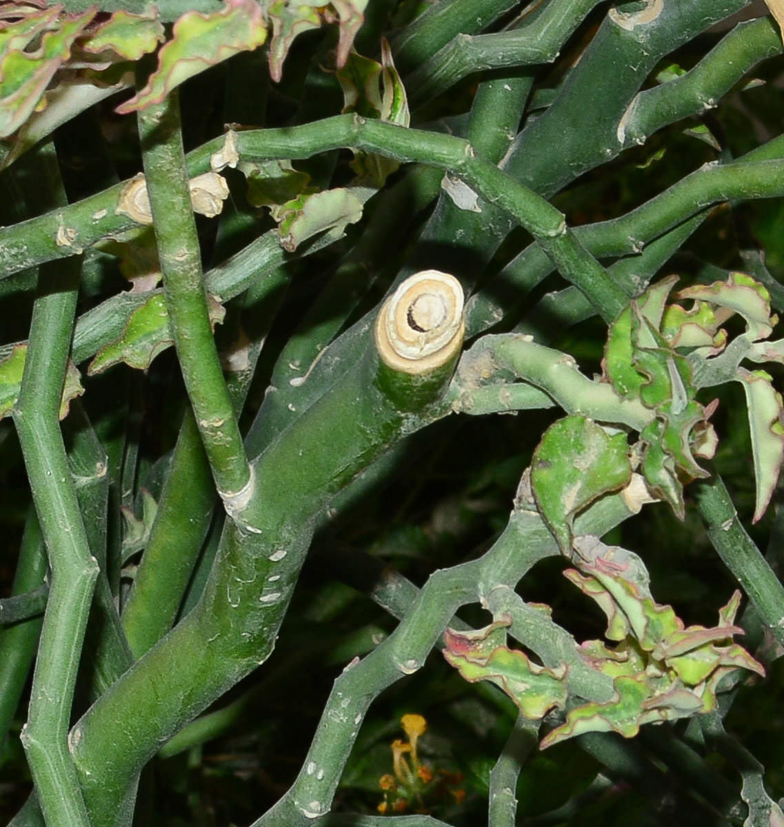 Изображение особи Euphorbia tithymaloides.