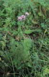 Erigeron caucasicus