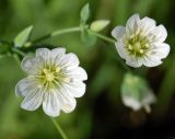 Cerastium davuricum