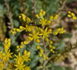 Sedum reflexum