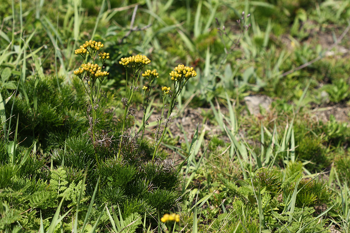 Изображение особи Filifolium sibiricum.