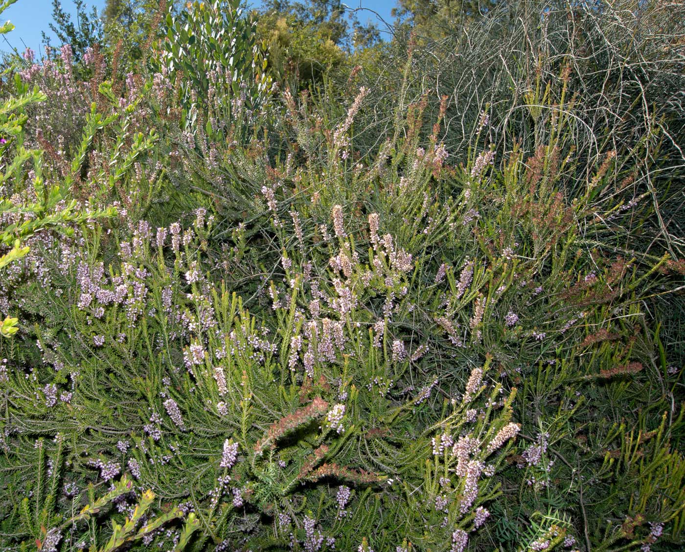 Image of Erica multiflora specimen.
