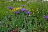 Centaurea fuscomarginata