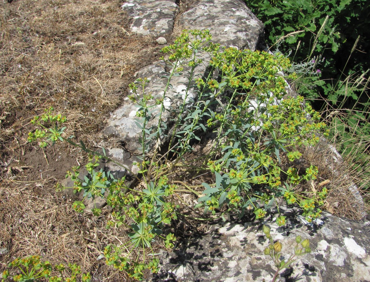 Image of Euphorbia seguieriana specimen.