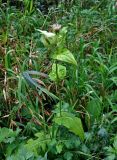 Cirsium oleraceum