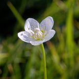 Parnassia palustris