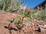 Lactuca undulata. Цветущее растение. Южный Казахстан, вост. предгорья хр. Сырдарьинский Каратау, Закаратауская равнина (возвышенность), сев. побережье оз. Ащиколь, пестроцветы. 6 мая 2019 г.