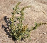 Amaranthus retroflexus