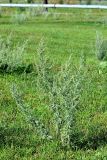 Artemisia absinthium