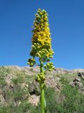 Ligularia heterophylla