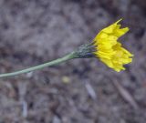 Scorzoneroides autumnalis. Верхушка побега с соцветием. Пермский край, Оханский р-н, Тулумбаихинское сельское поселение, Кунчурихинский бор, часто затапливаемый песчаный берег. 25.09.2021.