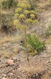 Ferula penninervis