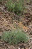 Gypsophila glomerata. Растение с развивающимися генеративными побегами. Ростовская обл., Мясниковский р-н, окр. хут. Недвиговка, ур. Каменная балка, известняковые выходы. 12.06.2021.