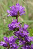 Campanula glomerata. Верхушка соцветия запоздало цветущего растения. Ленинградская обл., Ломоносовский р-н, окр. дер. Глядино, разнотравно-злаковый луг по залежи на известняке. 29.08.2021.