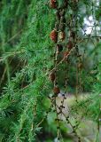 Larix decidua. Ветвь с шишками. Германия, г. Ольденбург, ботанический сад. 18.09.2010.
