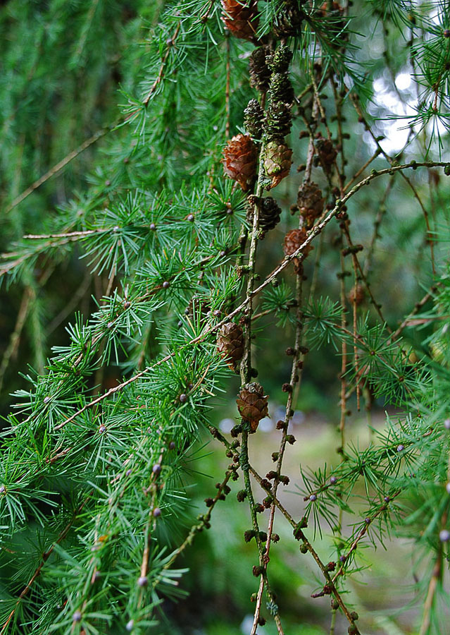 Изображение особи Larix decidua.