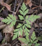 Geranium robertianum