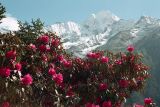род Rhododendron. Ветви с соцветиями и листьями. Непал, 1-я провинция, р-н Солукхумбу, национальный парк \"Сагарматха\". 03.05.1997.