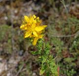 Hypericum perforatum