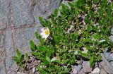 Dryas oxyodonta