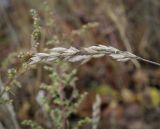 Bromus hordeaceus