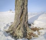 Pinus sylvestris. Основание ствола старого дерева. Пермский край, Лысьвинский р-н, окр. с. Кын-Завод, гора Плакун, каменистый луг. 17.02.2023.