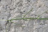 Equisetum ramosissimum