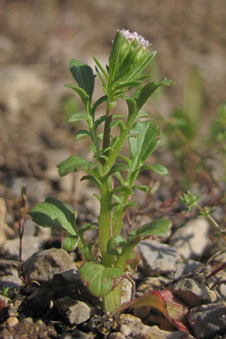 Изображение особи Centranthus calcitrapae.