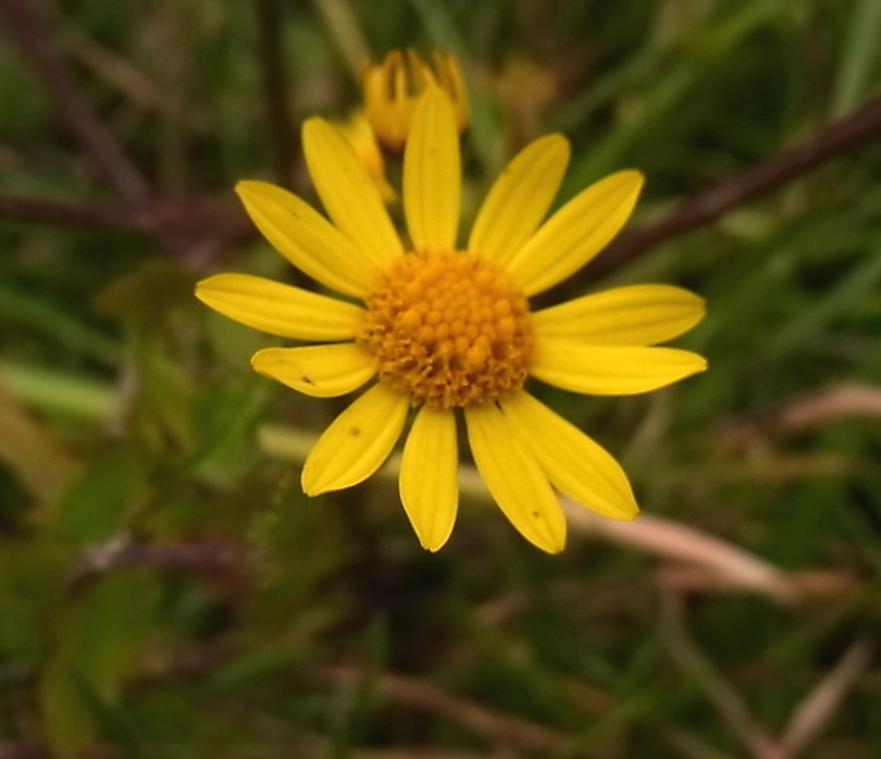 Image of Senecio erraticus specimen.