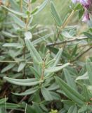 Dracocephalum integrifolium