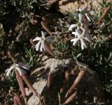 Silene microphylla. Цветки. Таджикистан, Памир, оз. Турумтайкуль, 4200 м н.у.м. 13.08.2011.