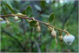 Chamaedaphne calyculata. Веточка с цветками. Чувашия, окр. г. Шумерля, урочище \"Торф\". 7 мая 2012 г.