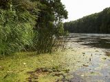 Schoenoplectus lacustris. Растения в воде у берега. Курская обл., Железногорский р-н, д. Ратманово, р. Свапа. 14 августа 2007 г.