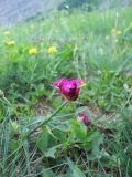 Dianthus capitatus. Цветущее растение. Крым, гора Северная Демерджи. 2 июня 2012 г.