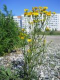 Crepis tectorum