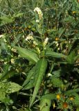 Persicaria lapathifolia