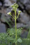 Valeriana ficariifolia. Верхушка цветущего растения. Южный Казахстан, хр. Боролдайтау, ущ. Кенозен; 1000 м н.у.м. 01.05.2012.